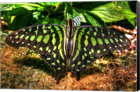 Framed Butterfly 3 Print