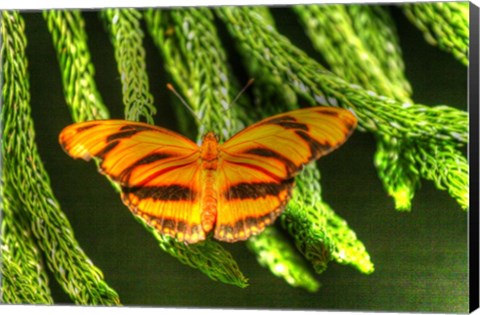 Framed Butterfly 4 Print