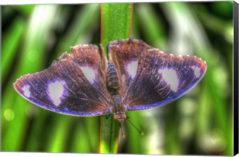 Framed Butterfly 5 Print