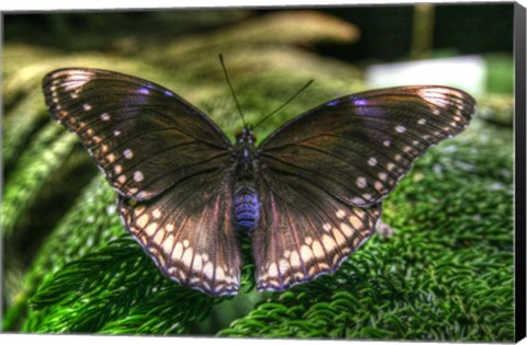 Framed Butterfly 6 Print