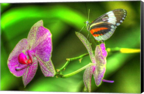 Framed Butterfly 7 Print
