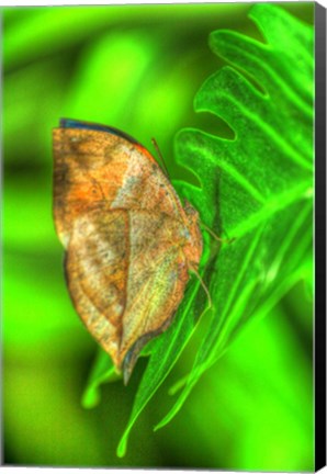Framed Butterfly 8 Print