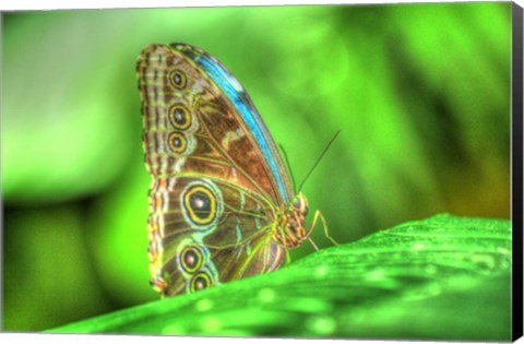 Framed Butterfly 9 Print