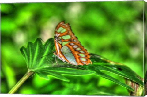 Framed Butterfly 10 Print