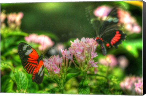 Framed Butterfly 11 Print