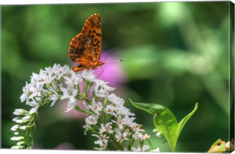 Framed Butterfly 12 Print