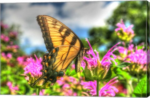 Framed Butterfly 13 Print