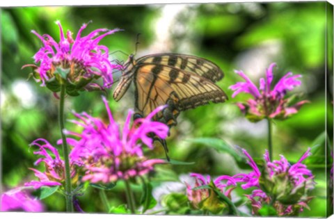 Framed Butterfly 14 Print