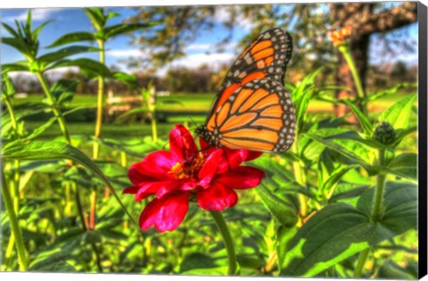 Framed Butterfly 15 Print