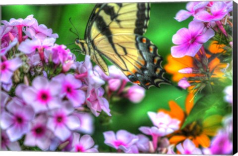 Framed Butterfly 16 Print