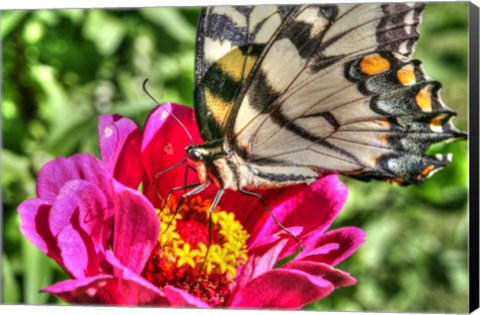 Framed Butterfly 17 Print