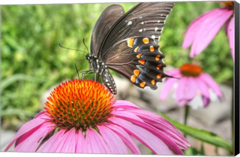 Framed Butterfly 18 Spicebush Print