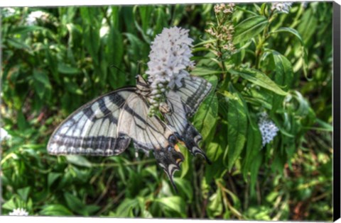 Framed Butterfly 19 Print