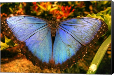 Framed Butterfly 20 Print