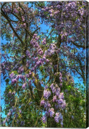 Framed Delaware Wisteria Print