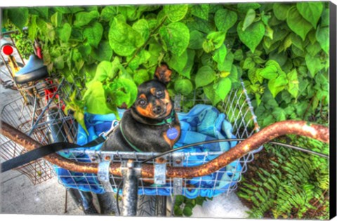 Framed Dog In Basket Print