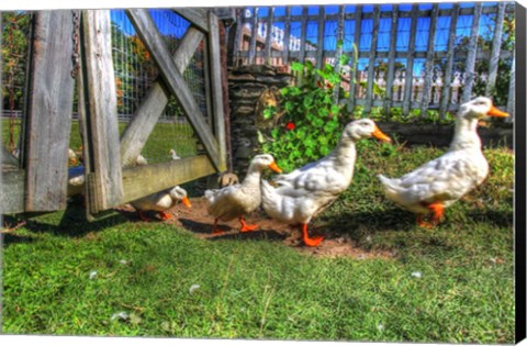 Framed Ducks Escapiing Print