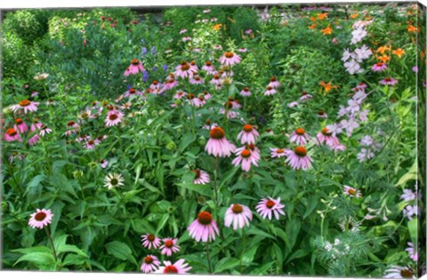 Framed Echinacea Print