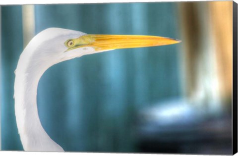 Framed Egret CU Print