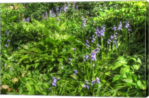 Framed Garden Bluebells Print