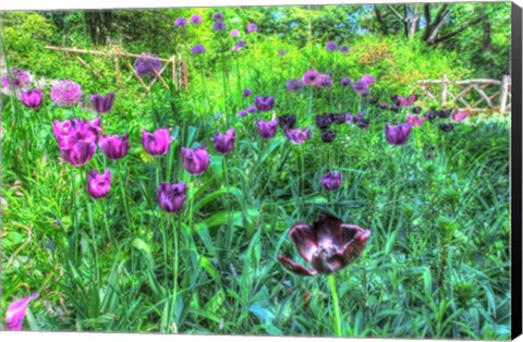 Framed Garden Purple Tulips Print