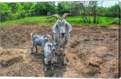 Framed Goats Print