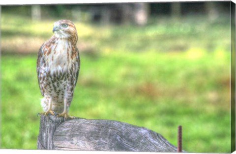 Framed Hawk And Fence Print