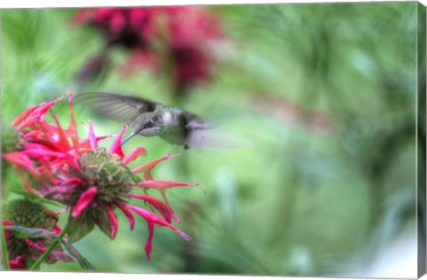 Framed Hummingbird 1 Print