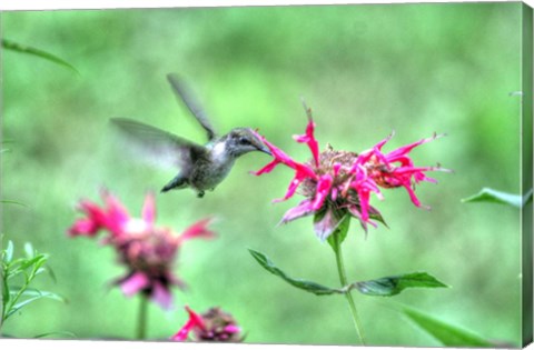 Framed Hummingbird 2 Print