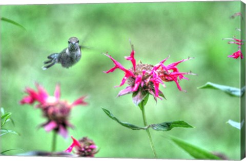 Framed Hummingbird 3 Print