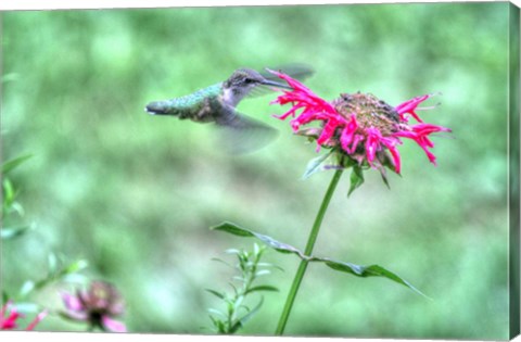 Framed Hummingbird 4 Print