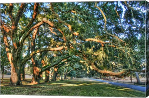 Framed Jeckel Island Treeline Print