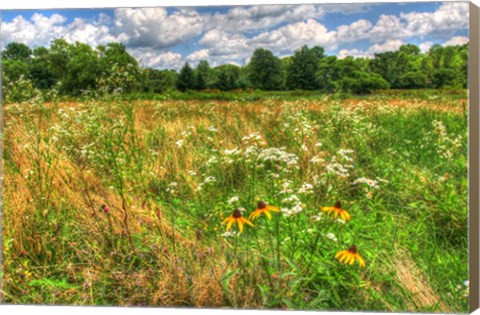 Framed Late Summer Meadow Print