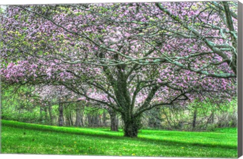 Framed Mauve Blossom Trees Print