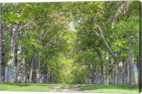 Framed Mohonk IV Print