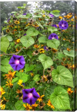 Framed Morning Glories Vertical Print