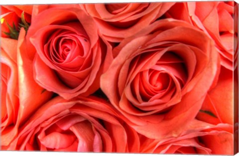 Framed Roses in a Bunch Print