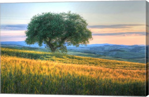 Framed Tuscan Tree Pink Sunset Print