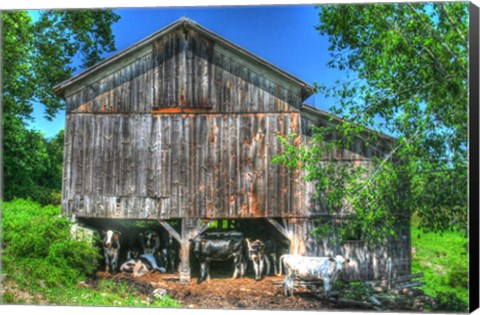 Framed Old Barn and Cows Print
