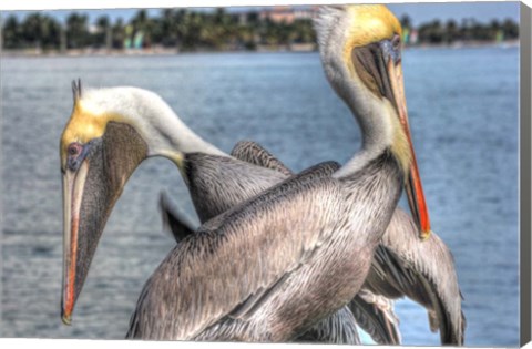 Framed Pelicans Two Print