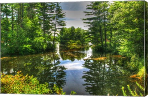 Framed Pond and Pines Print