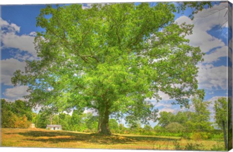 Framed Robibbero Tree Print