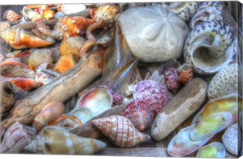 Framed Shells I Print