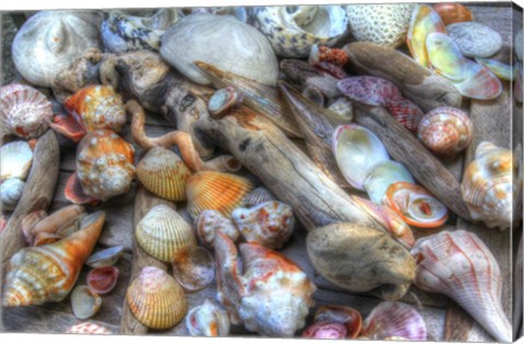 Framed Shells II Print