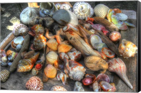 Framed Shells III Print