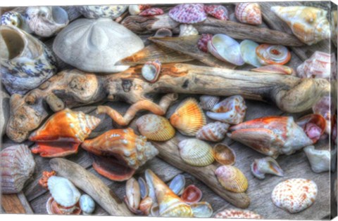 Framed Shells IV Print