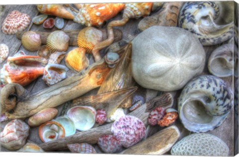 Framed Shells V Print