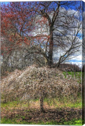 Framed Spring Cherry Tree Print