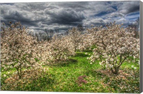 Framed Spring Orchard Print