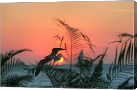 Framed Sunset Gull and Fronds Print